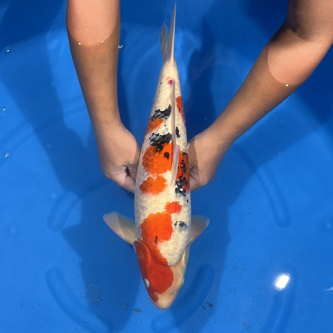 大日出品Mr.big大正锦鲤母（Ares）【实际以直播间为准】