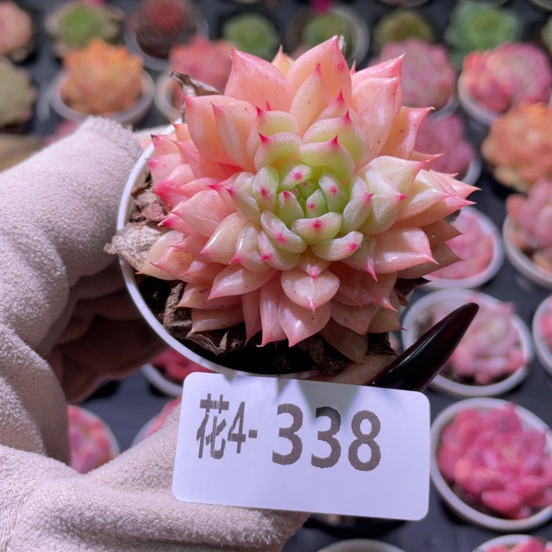 花利美 4-338新品单头