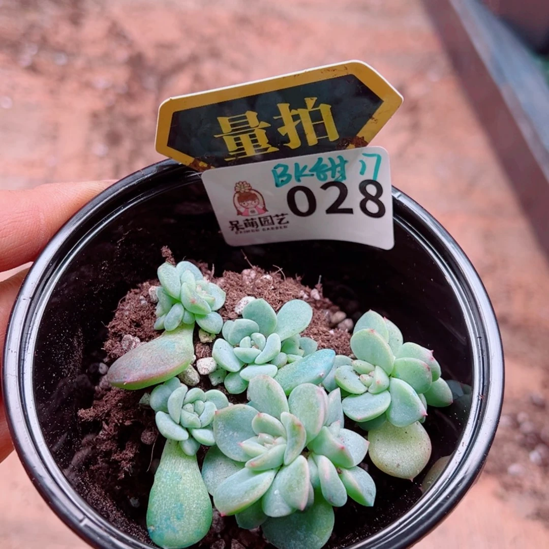 多肉植物多肉植物