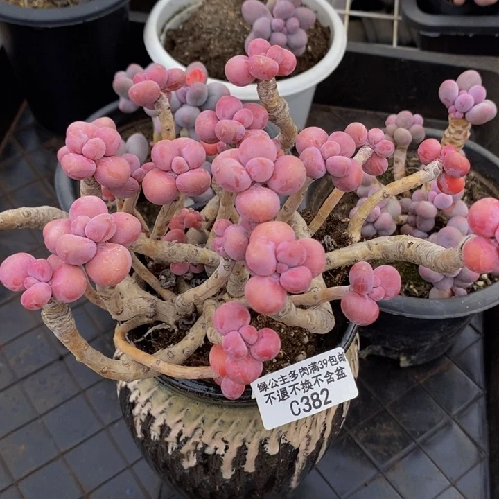 腰子桃蛋老桩15cm382多肉植物