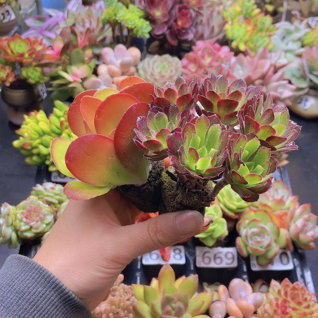 寻***境花钱花钱花钱花钱花钱