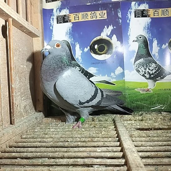 7中国大陆鸽子鸽子鸽子肉等等