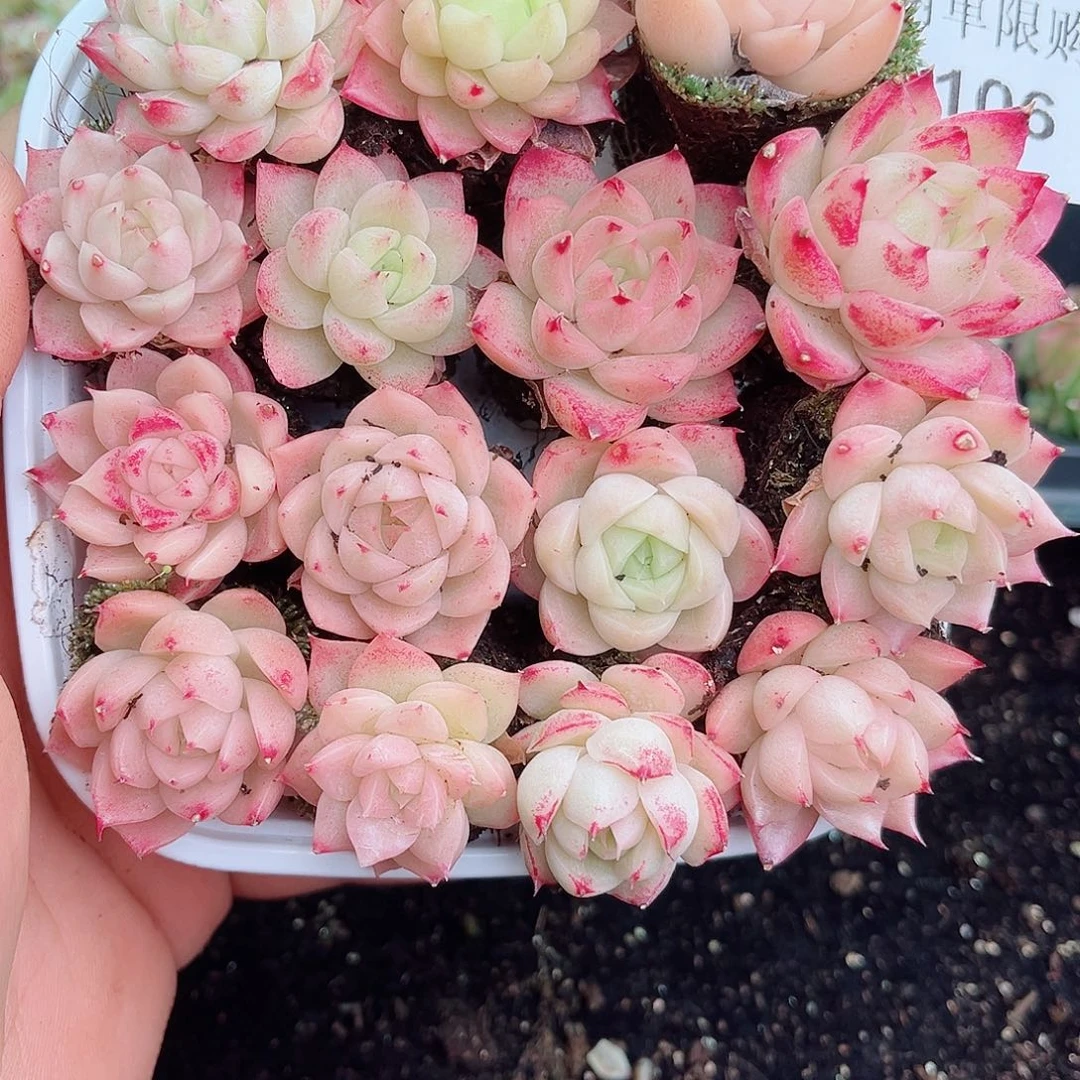 1-106 新疆西藏内蒙不发12.8包邮2-3公斤多肉