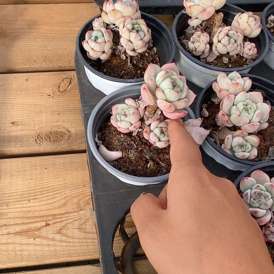 150香草双头起，多肉植物