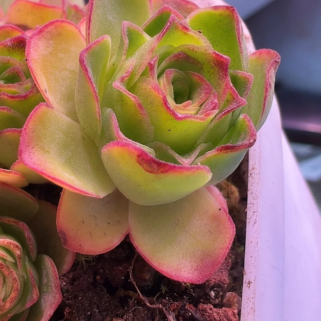 糖糖225 若初版新白龙 侧芽 下班福利 量拍一个