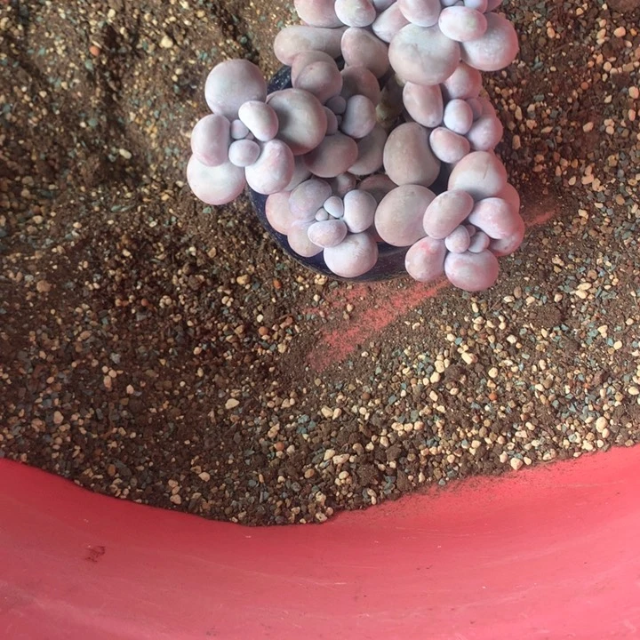 烟美人老桩多肉发货