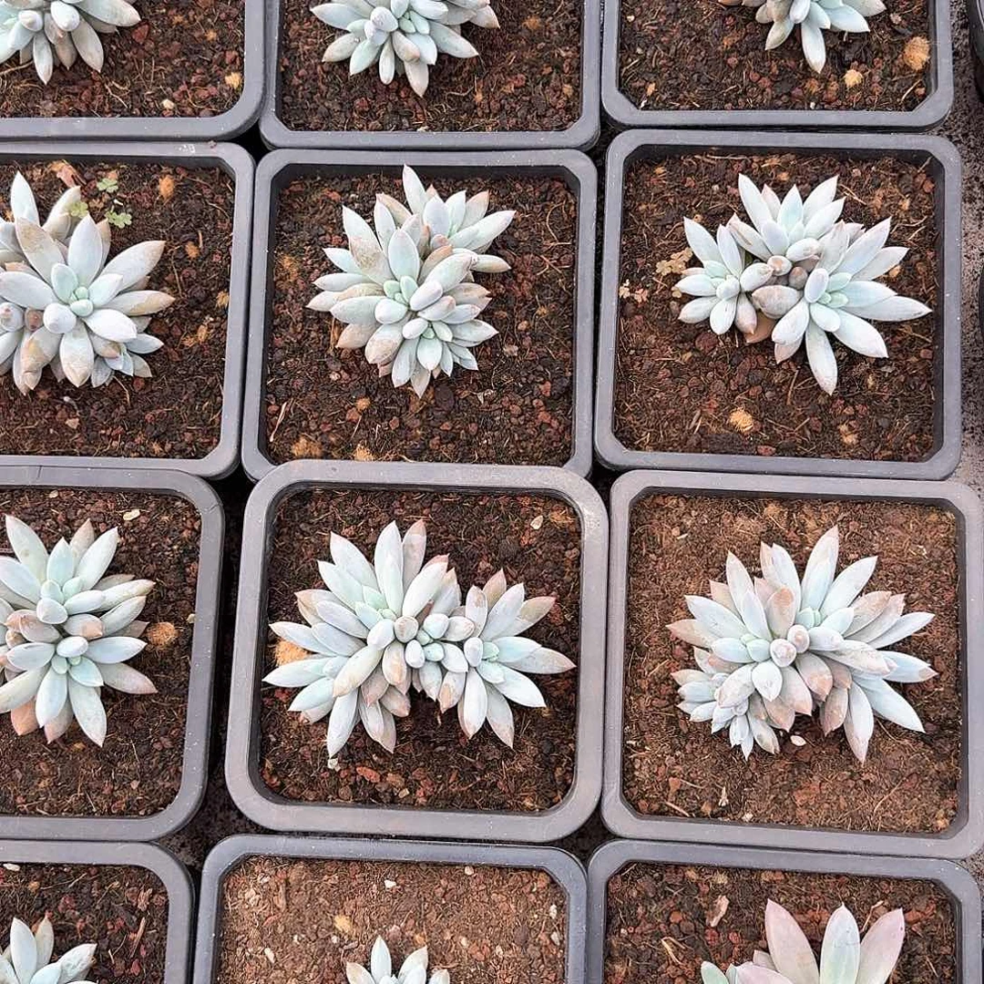 彩体哥特萝莉整无砍群生