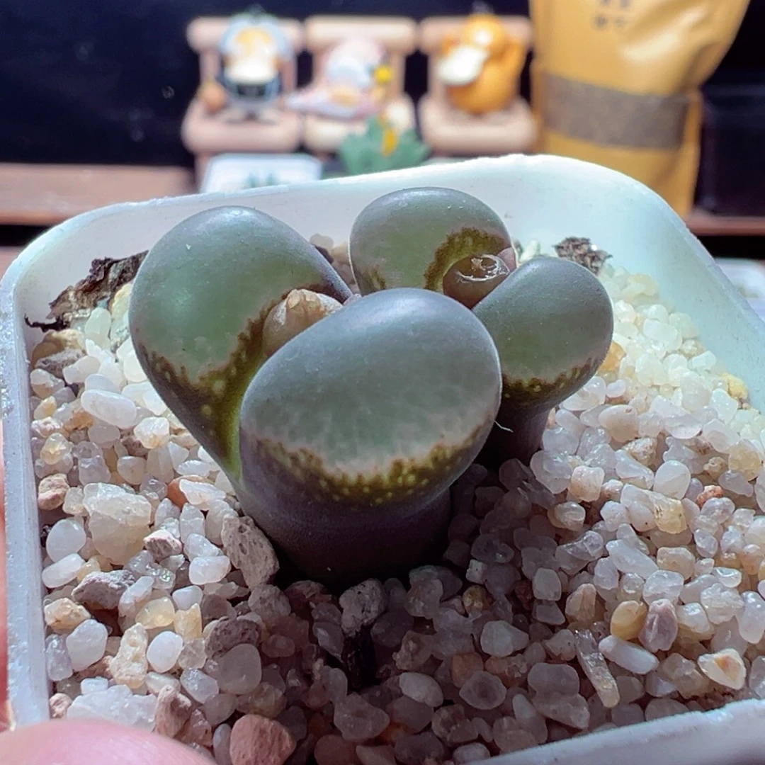 1203-521多肉多肉