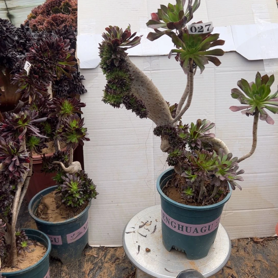 有伤黑缀027高37