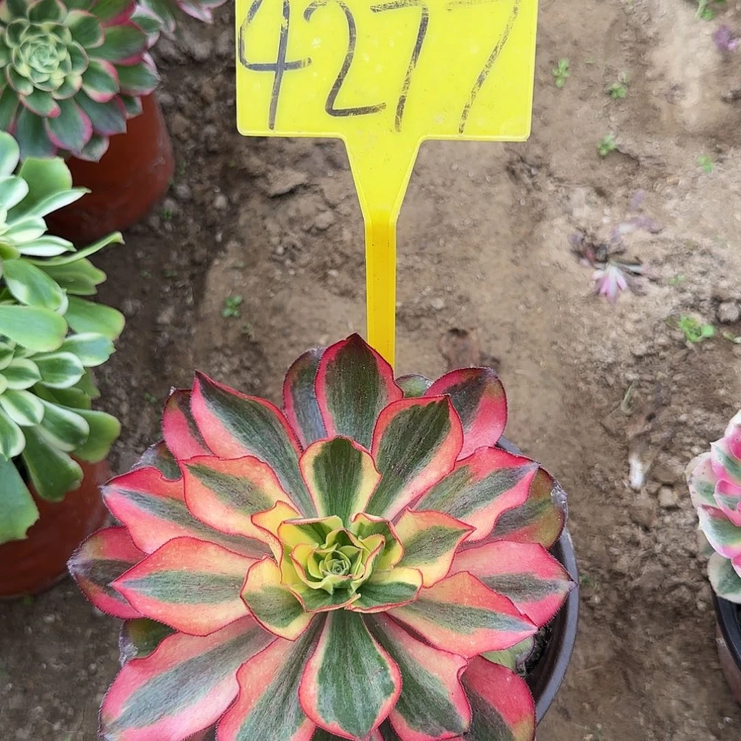 4277---魅影多头多肉