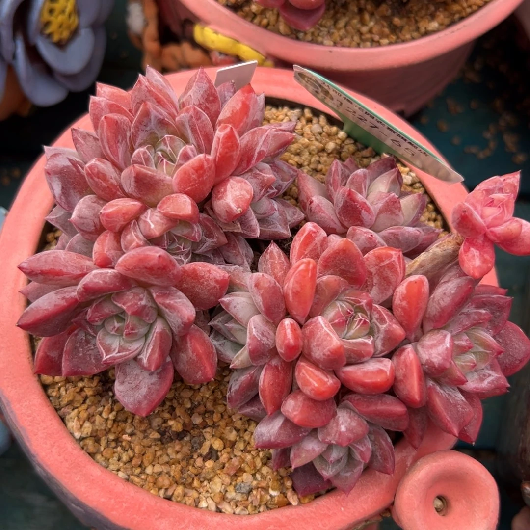 从前慢花园多肉编号1227-65