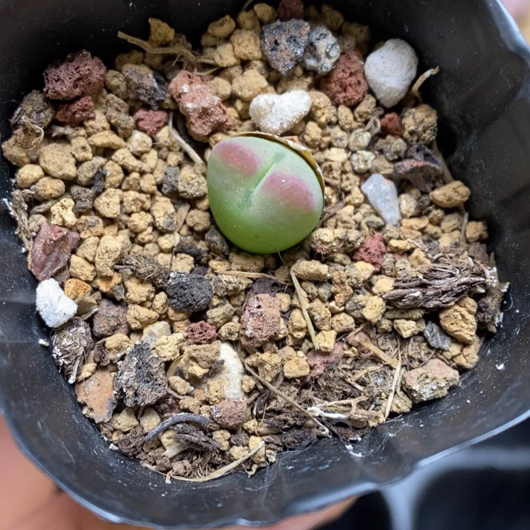 多肉植物肉锥杂交K-3743