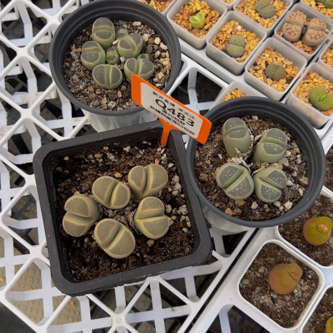 鸽***官483 一物一拍，默认有伤，介意勿拍，不退不换