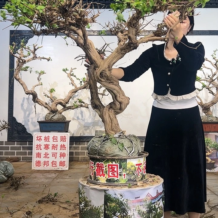 完全开放金银花88888