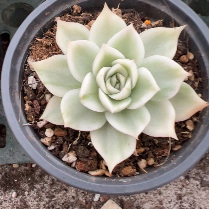 超白麦秆锦一物一拍锦龙
