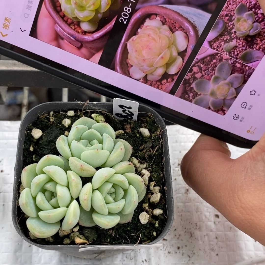 标签135甜心208-1一个多肉