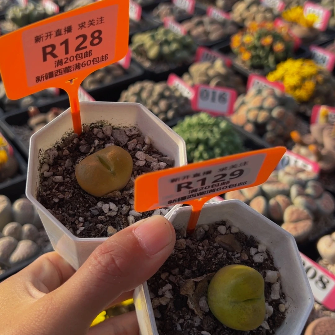 128.129 一物一拍，默认有伤，介意勿拍，不退不换