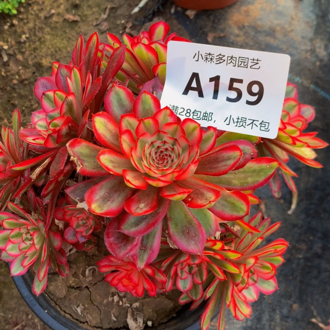 【闪购商品】枫***，159白月光多肉