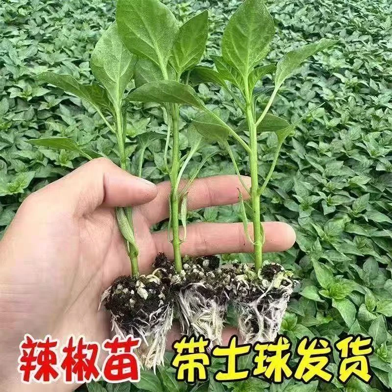 （10棵苗）四季播种薄皮青辣椒种子庭院阳台蔬菜种子