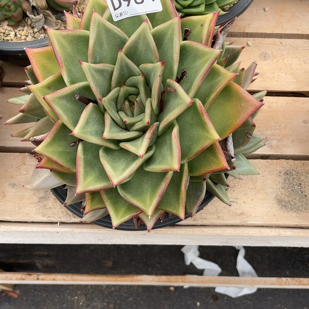若如东云组拍D984