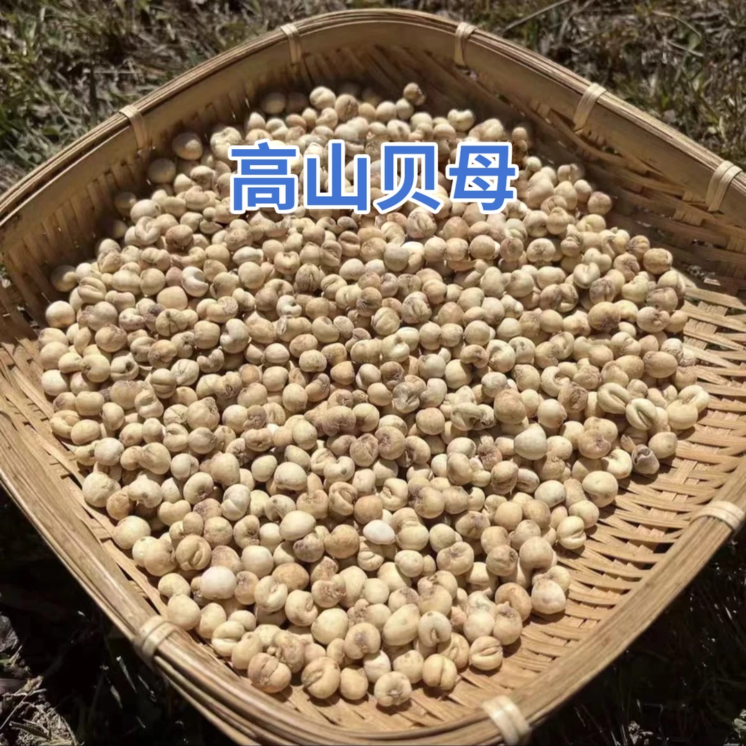 现收山货 四川姐妹现收 高山 贝母本色小粒搭百合煮水蒸雪梨汤