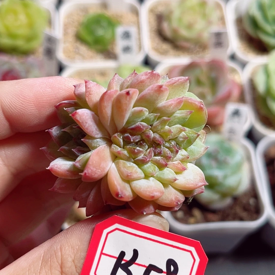 B580 一物一拍 冰魄缀