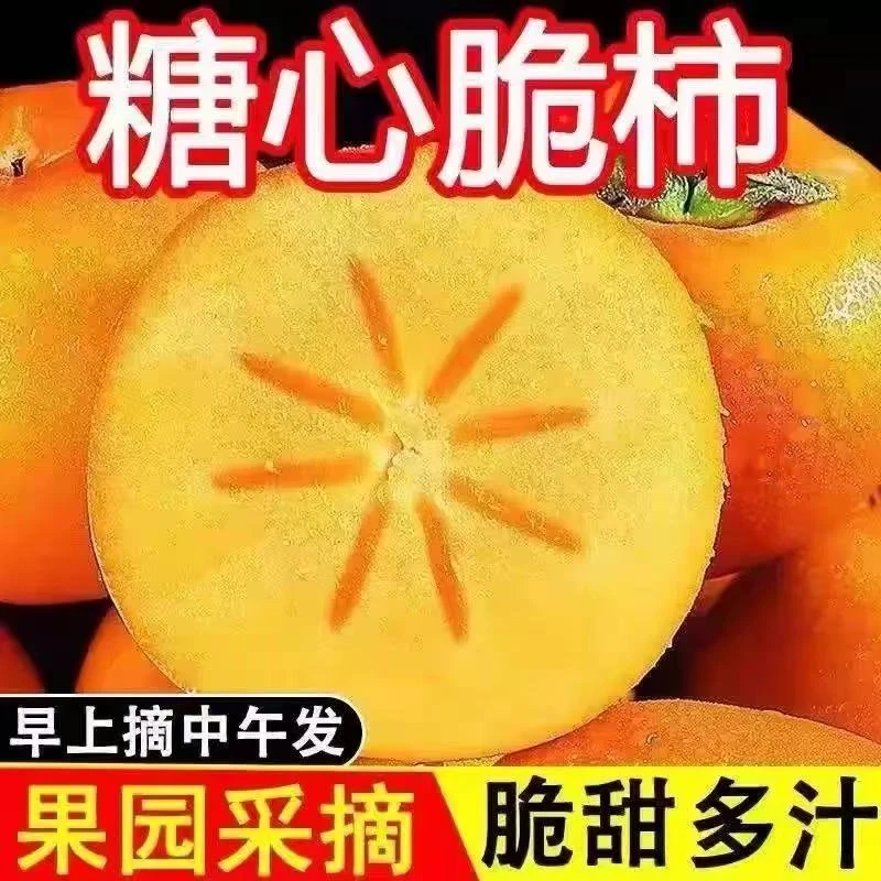 广西正宗巧克力脆柿新鲜采摘脆甜多汁无籽孕妇水果包邮现摘包邮