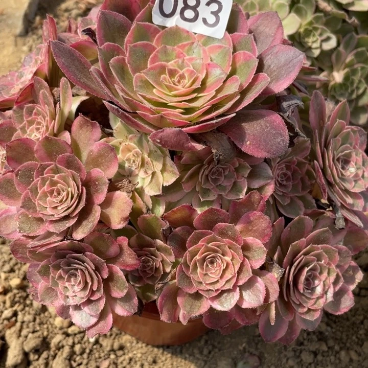 无花朵083多肉植物云荷