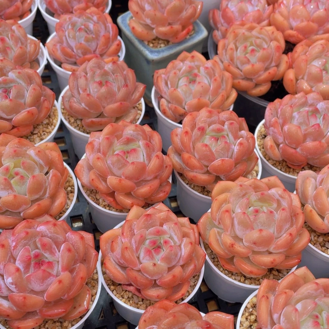 量拍66号 果冻韩版仙女橙单头5个