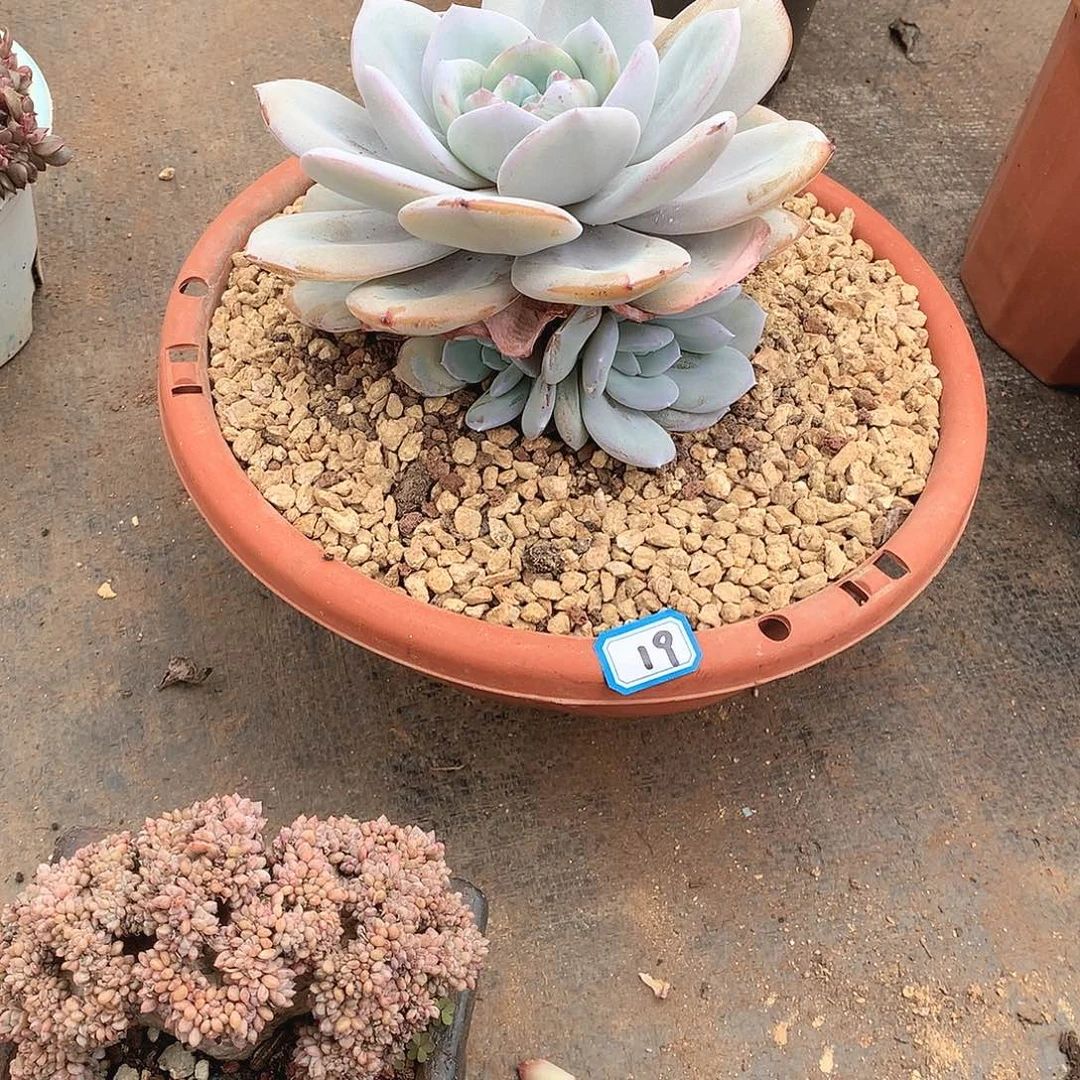 19奶茶 一物一拍多肉