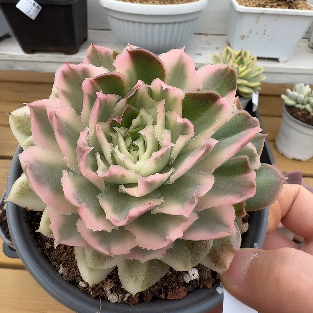 紫蝴蝶锦111213-139