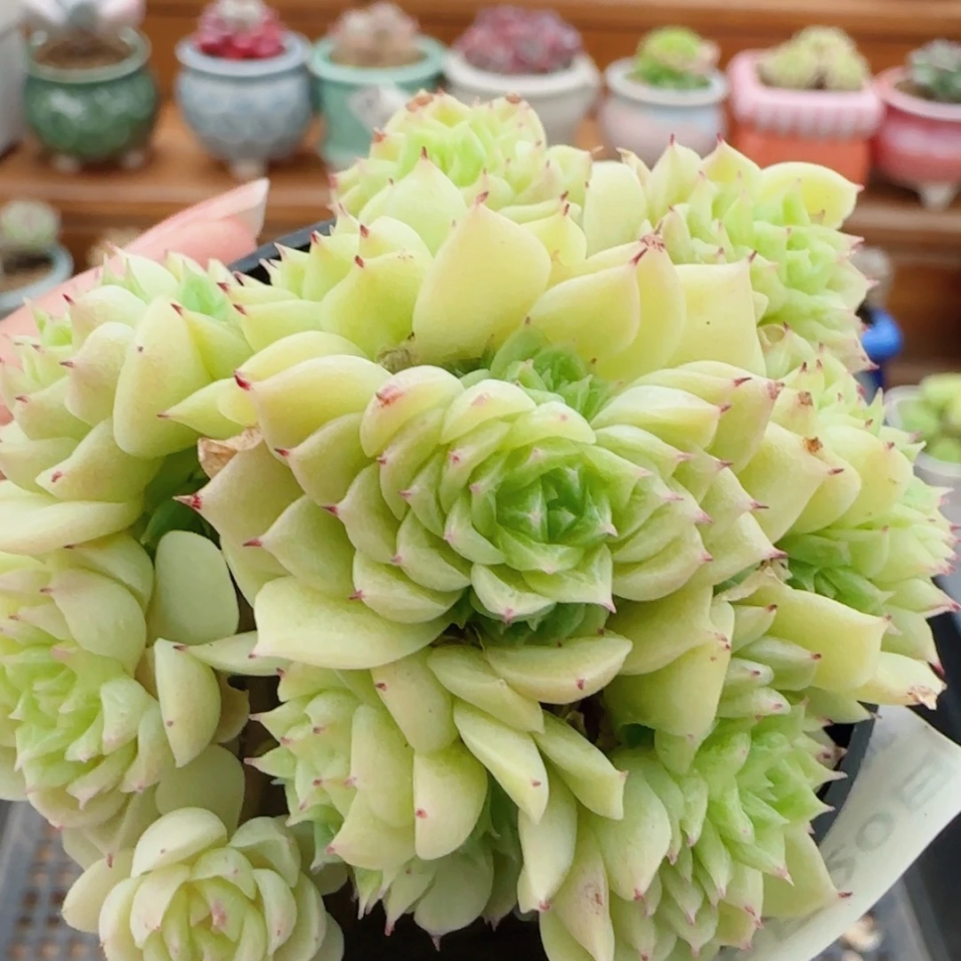 花语逸镜0820-124散