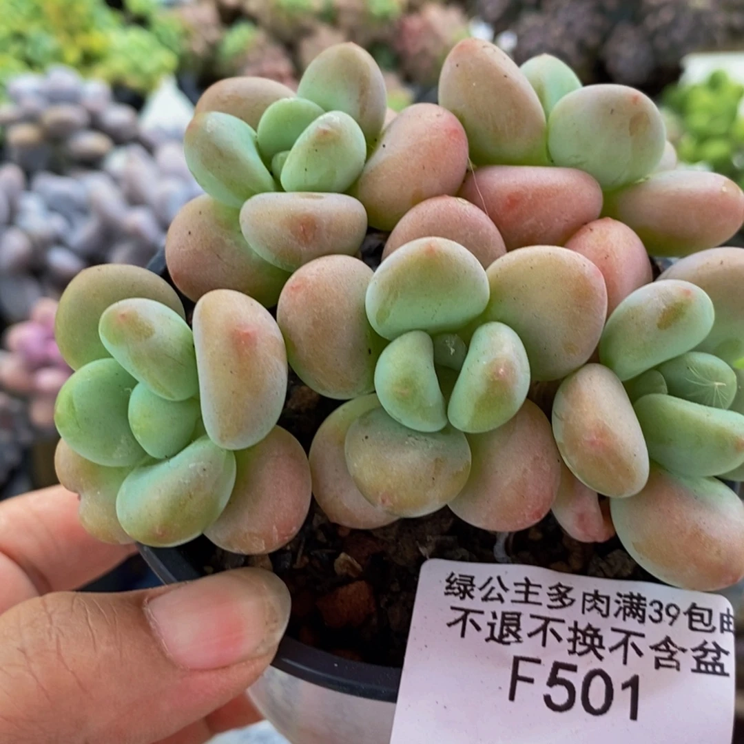 501橘子香水8cm多肉