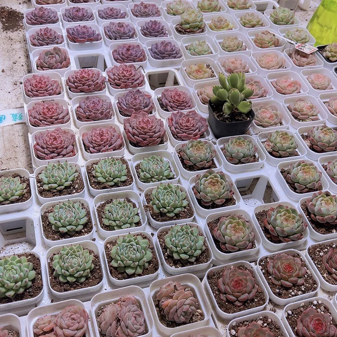 拍此链接托土发货没有肉肉