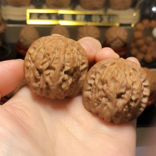 精品野生太行元宝