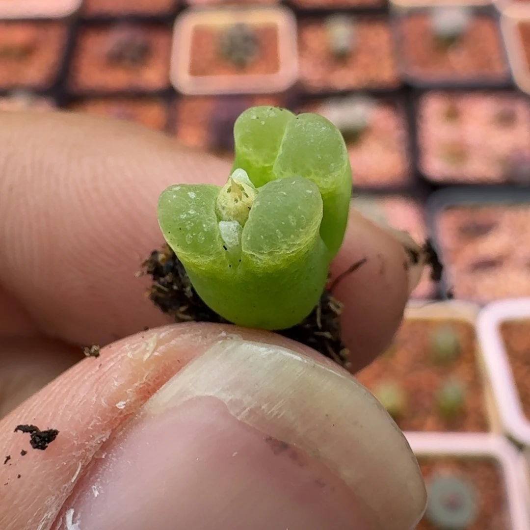 云缦精品番杏18.2 粉奶瓶