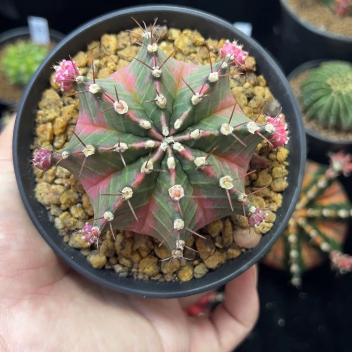 实生米哈锦脱土发货