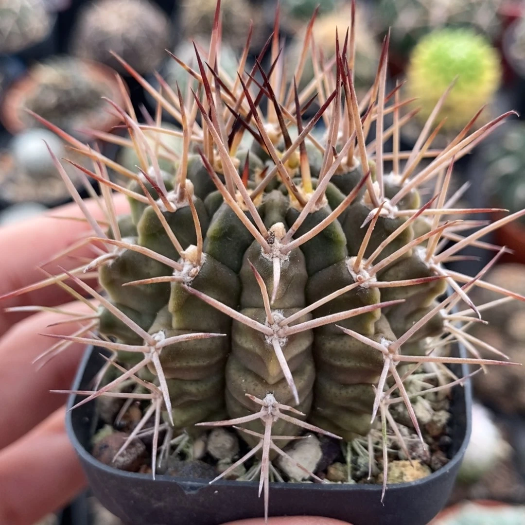 控养波光龙植播园艺