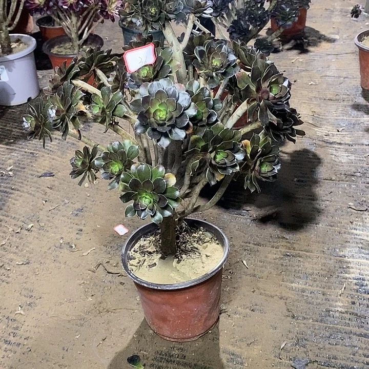 36，灰法师微瑕多肉法师