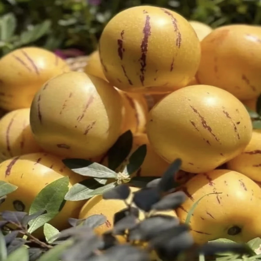 云南高山高海拔人参果黄心黄肉新鲜采摘应季水果