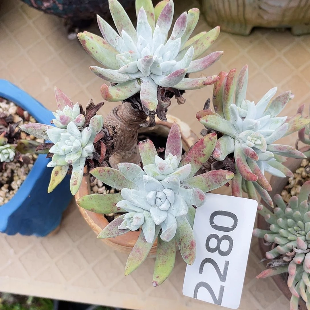 I*D瑕疵特价不售后2280
