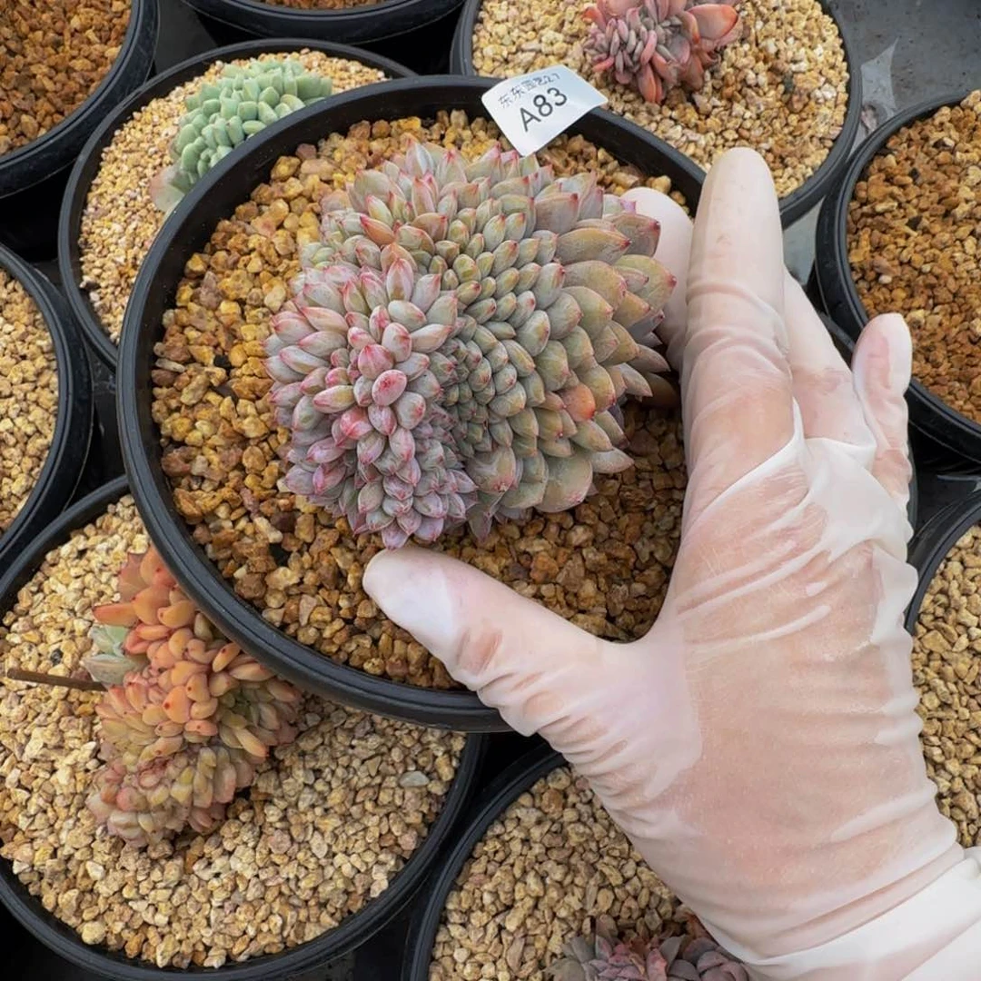 a a a a a a a a a 83