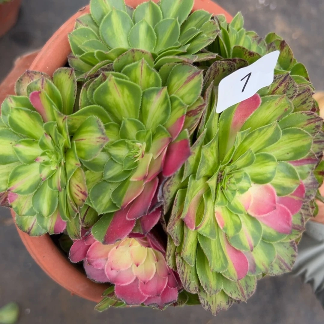 青*7知否多肉植物系