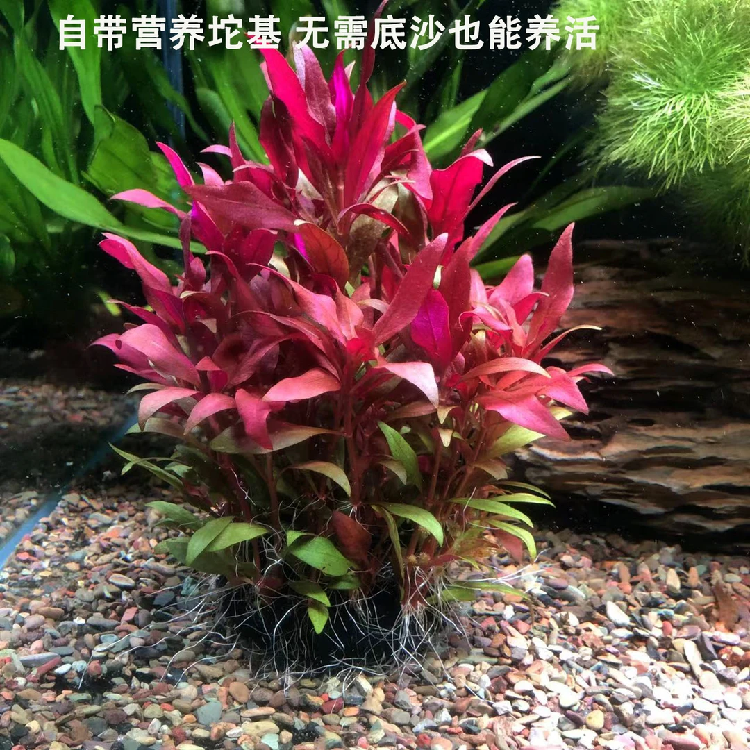 红色水培丹麦红玫瑰坨草好养活增氧造景适合新手的阴性养鱼植物