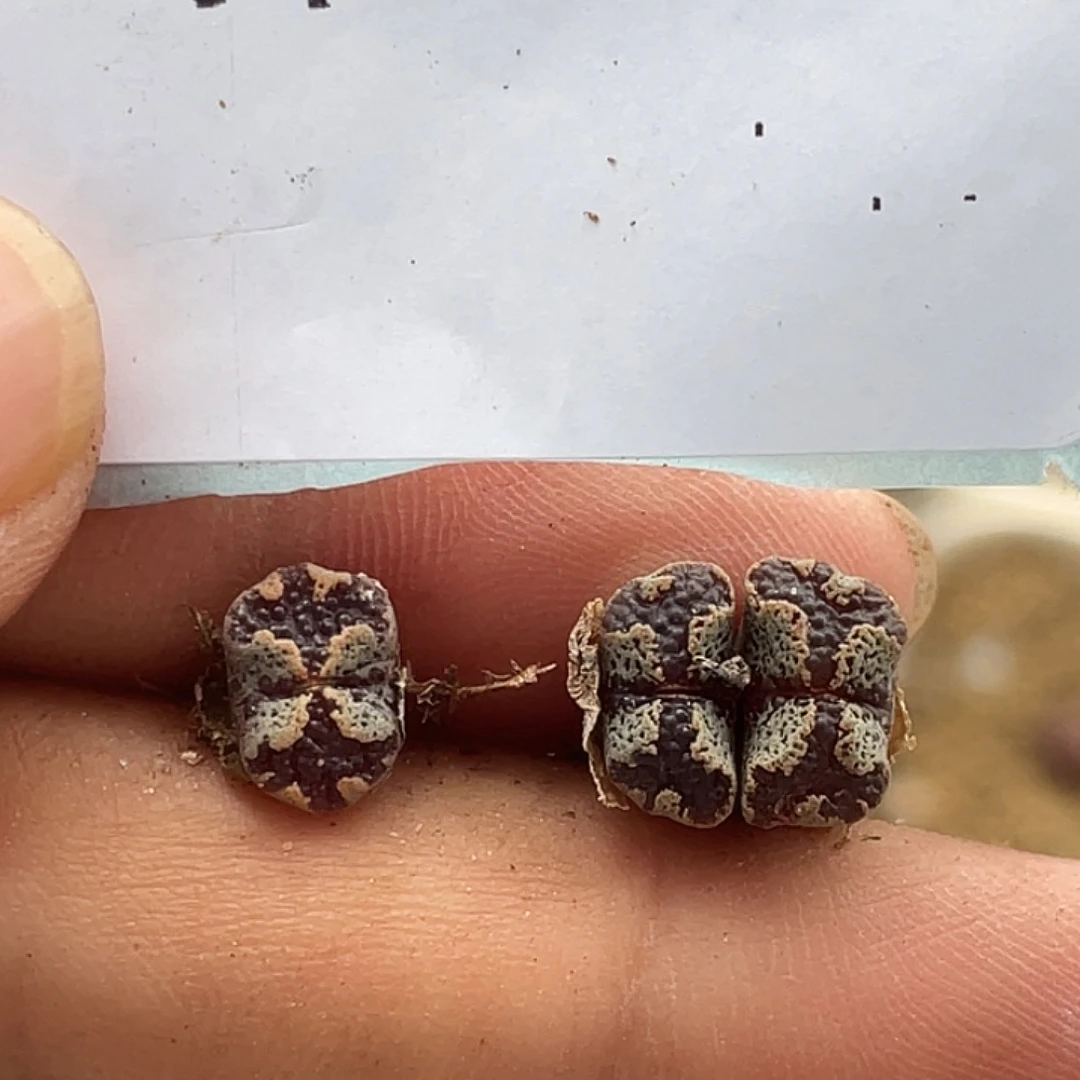 5-77超碟多肉植物