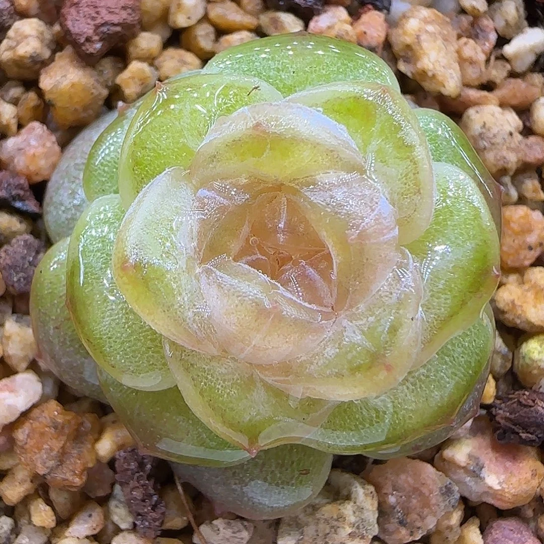 162三公分【满39包邮非偏远】