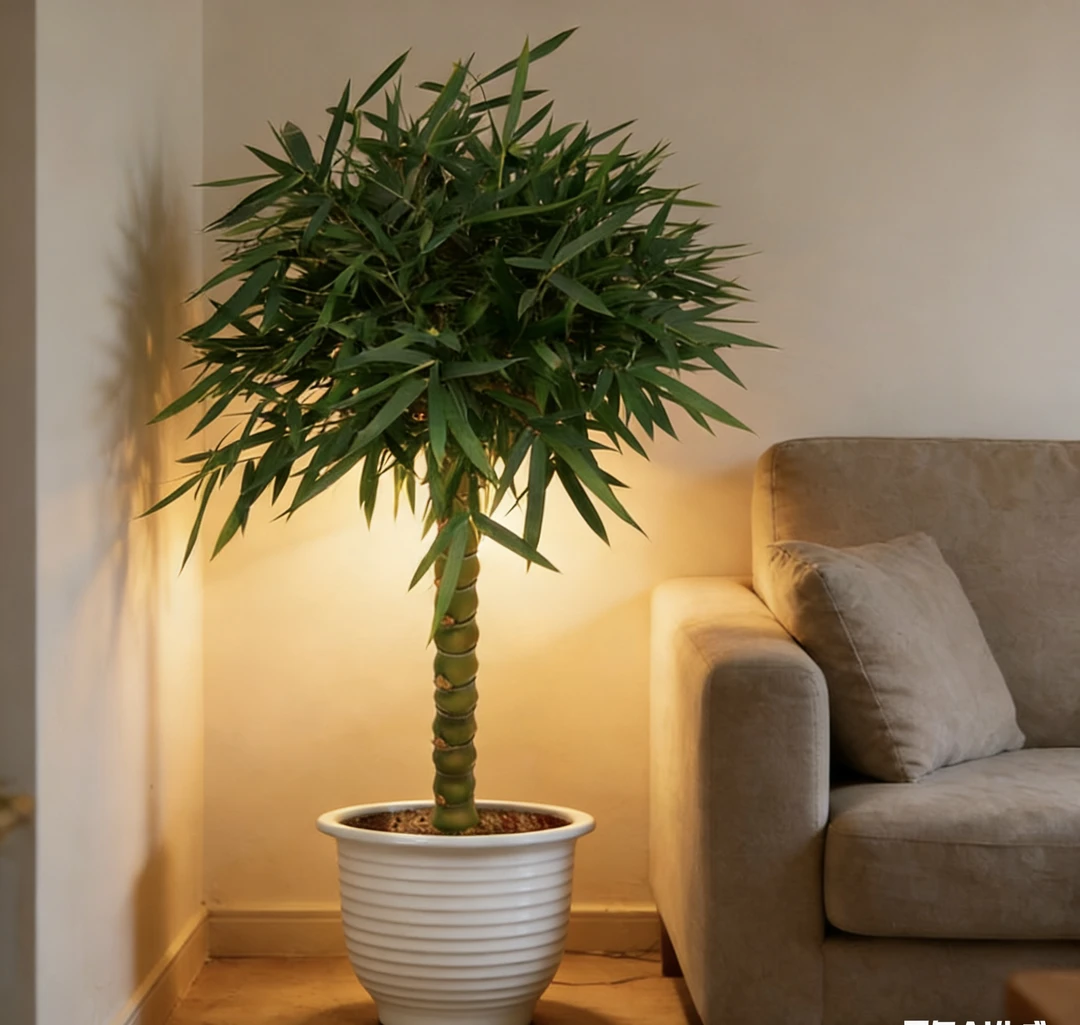 佛肚竹生桩绿植室内盆栽竹节饱满四季常青观赏佳品