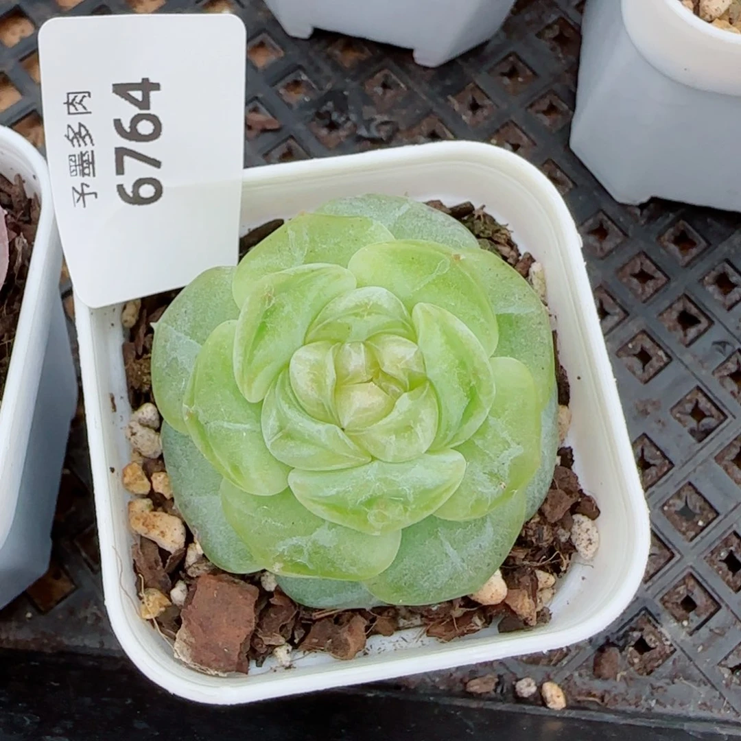 像***鱼微醺珍妮，6764多肉植物