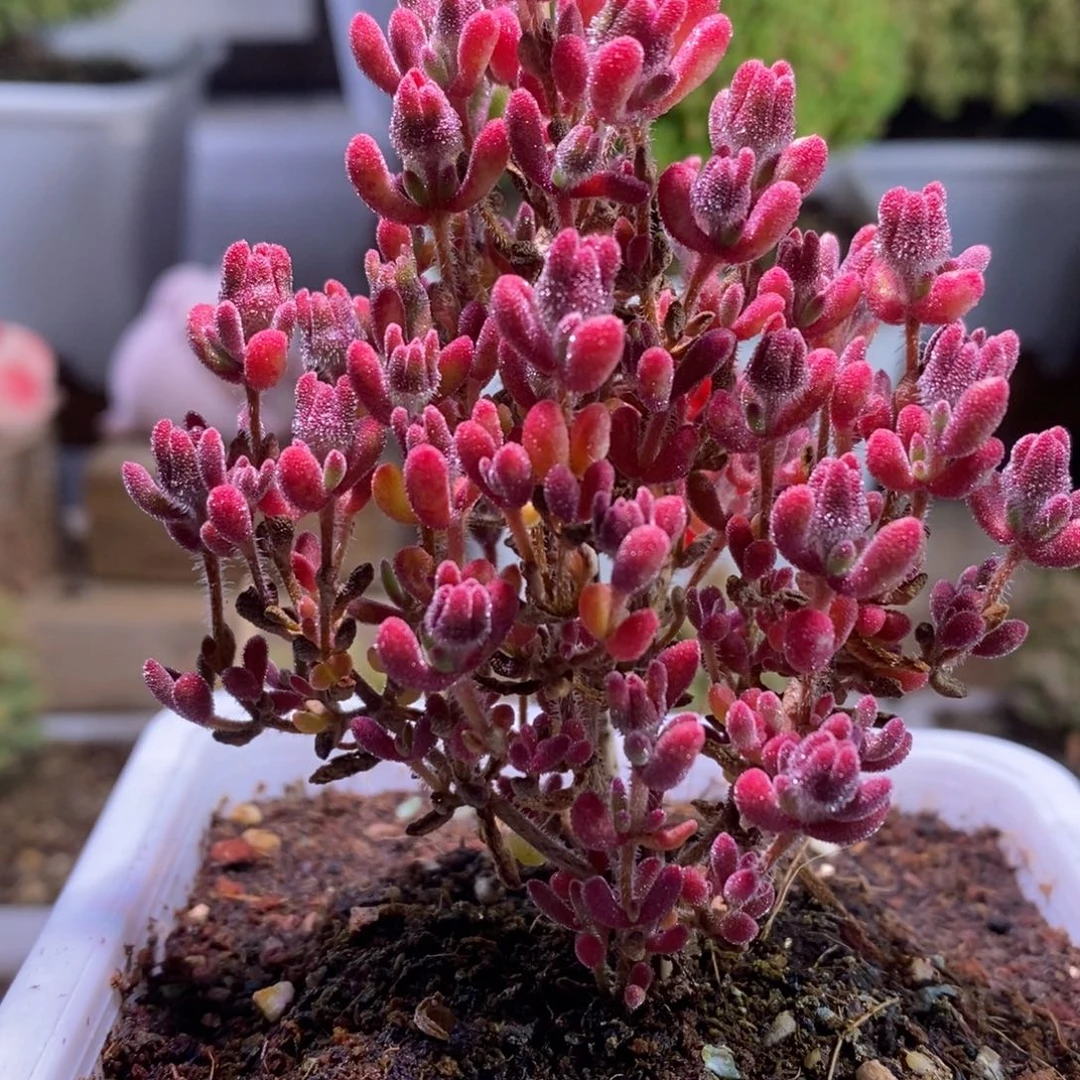 红宝石带盆土发货一物一拍