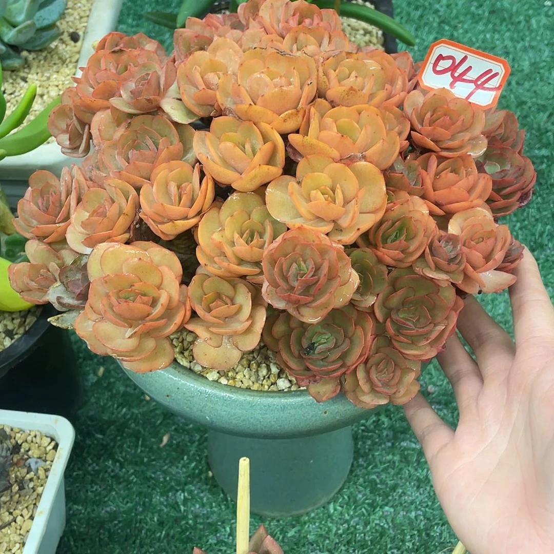 044一一物一一拍一拍